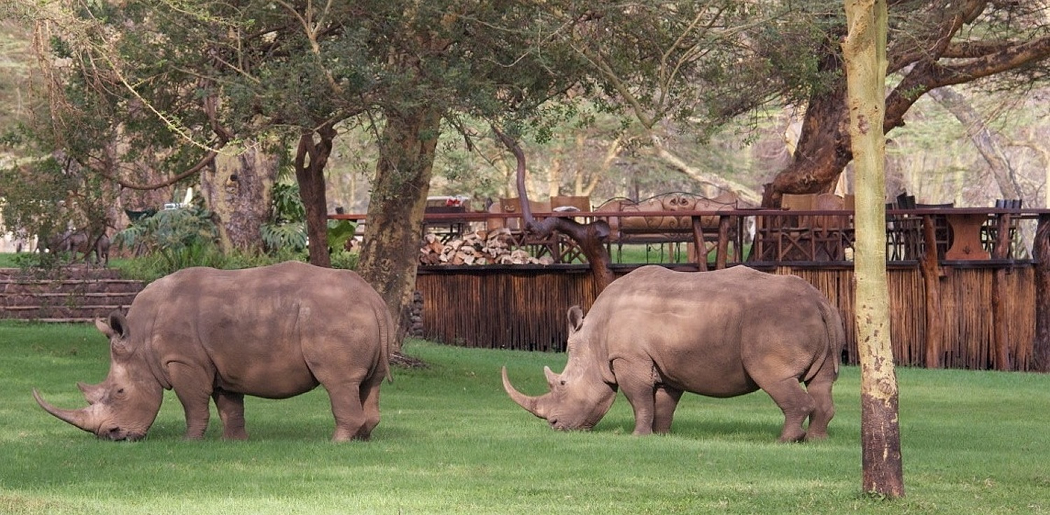 sirikoi-rhinos-on-lawn