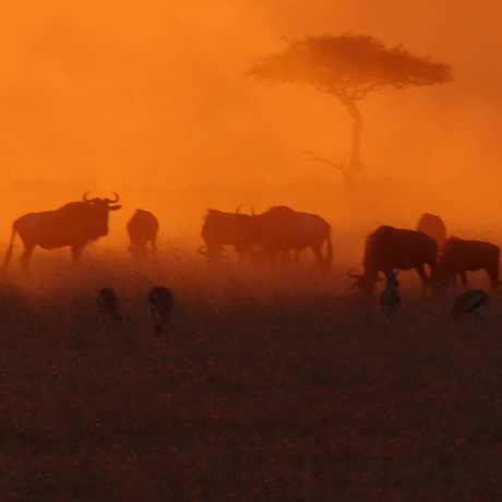 kenyan-safari-july-2018