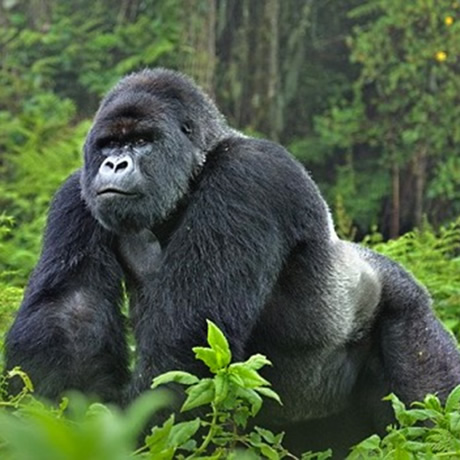 rwanda-kenya-itinerary-july-2017