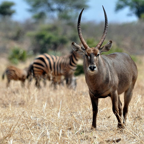 secluded-skysafari-kenya-connoisseur-itinerary-2017